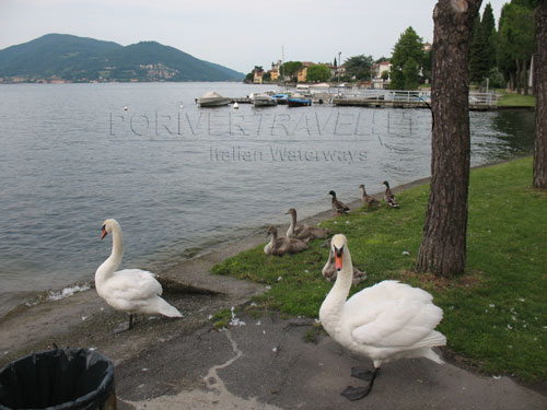 Cigni al Lago di Iseo